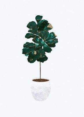 Fiddle leaf fig