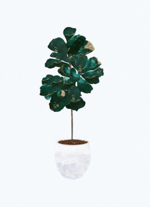Fiddle leaf fig
