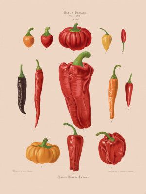 Capsicums, or Chili Peppers From Album Benary (1876 1886) By Ernst Benary