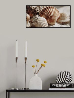 Sunlit Seashells