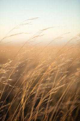 Golden Prairie Grass