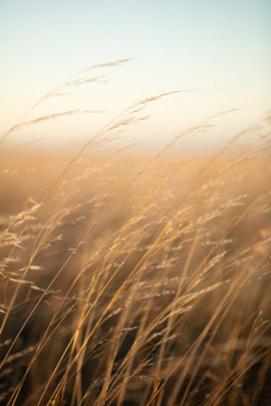 Golden Prairie Grass