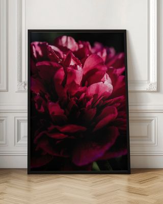 Dramatic Red Peony