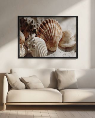 Sunlit Seashells