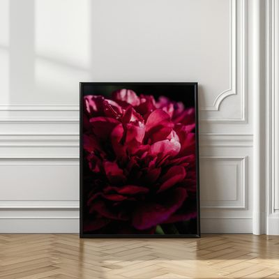 Dramatic Red Peony