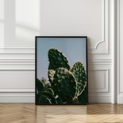Sunny Desert Cactus