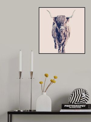 Highland Cattle Colin Rose