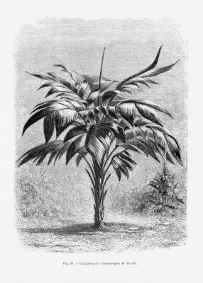 Vintage Palm Tree Drawing Viii