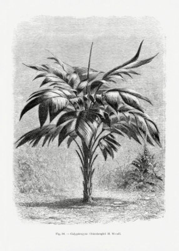 Vintage Palm Tree Drawing Viii