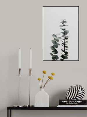 Eucalyptus Natural 03