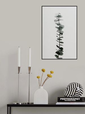 Eucalyptus Natural 02