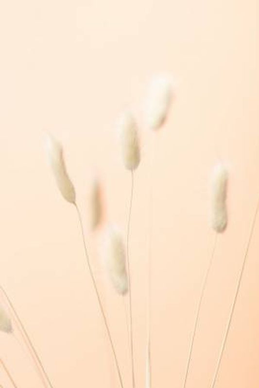 Bunny Grass Peach 06