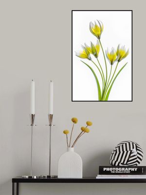 Tulipa
