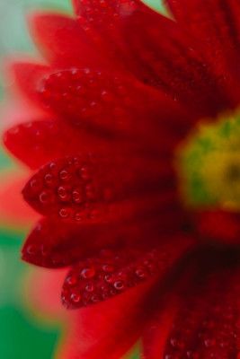 Red Flowers In Soft Focus