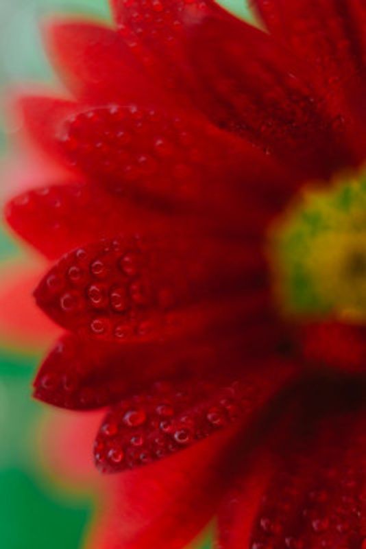 Red Flowers In Soft Focus