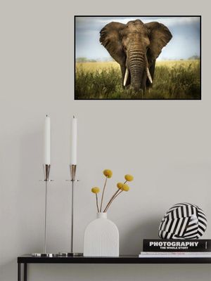 Encounters in Serengeti