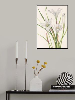 Atamasco Lily From North American Wildflowers (1925) By Mary Vaux Walcott