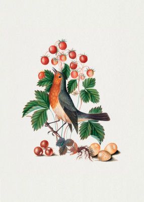 European Robin and Wild Strawberry