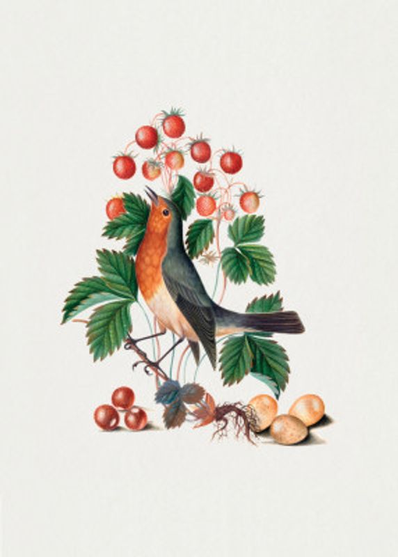 European Robin and Wild Strawberry