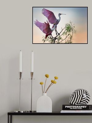 Two Roseate Spoonbills