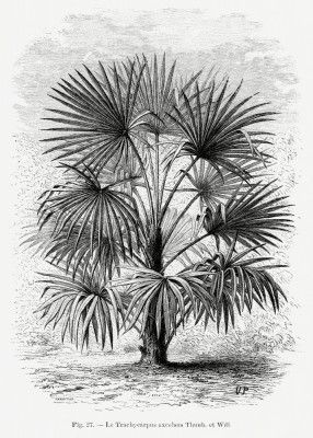 Vintage Palm Tree Drawing Xi