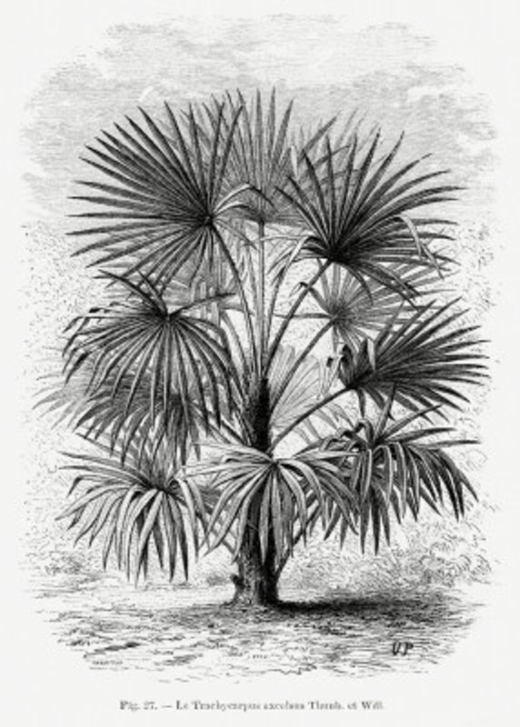Vintage Palm Tree Drawing Xi