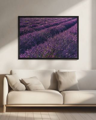 Provence Lavender