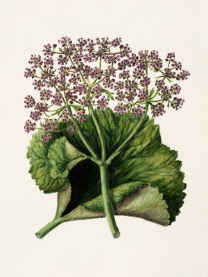 Antique Plant Ii Drawn By Sarah Featon (1848–1927)