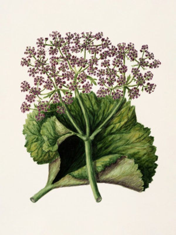 Antique Plant Ii Drawn By Sarah Featon (1848–1927)