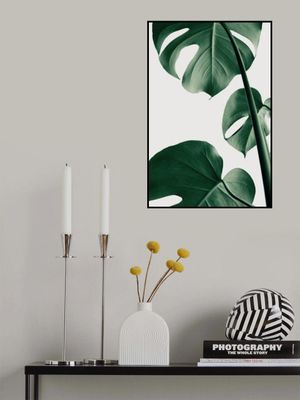 Monstera Natural 37