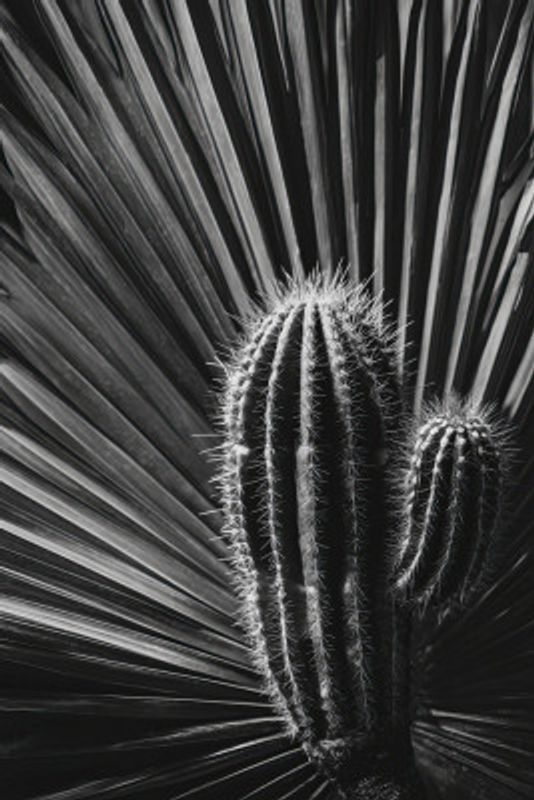 Cactuspoemno02