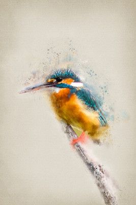 Colorful Kingfisher Bird