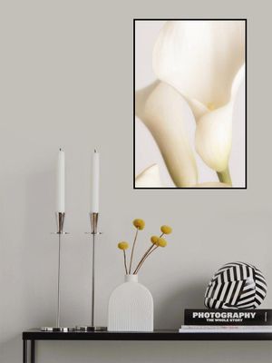 White Calla Lily No 2