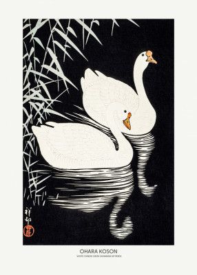 White Chinese Geese Swimming by Reeds