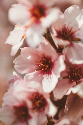 Pink Cherry Blossoms