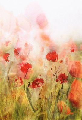 Poppies IV
