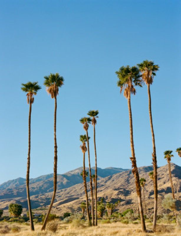 Palm Springs Morning on Film