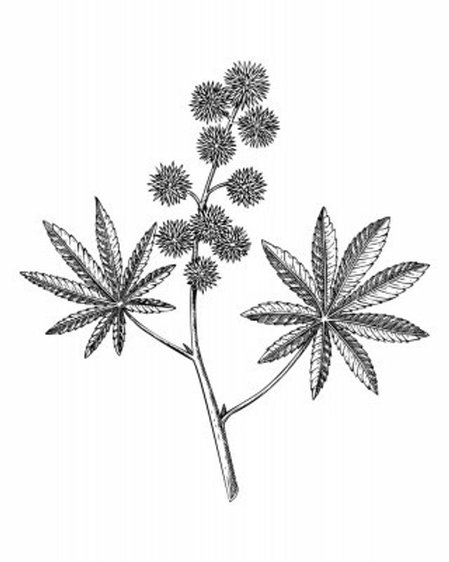 Castor Bean (Ricinus communis)