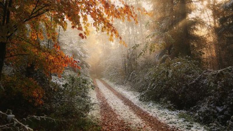 Frosty Fall