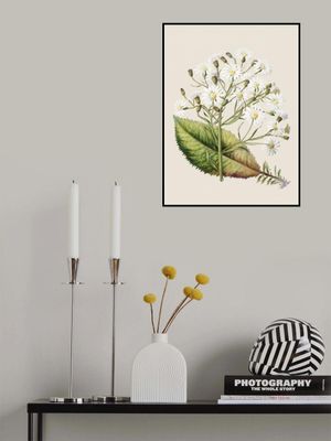 Senecio Hectori Drawn By Sarah Featon (1848–1927)