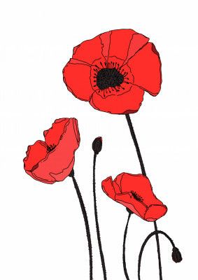 Vibrant Pattern Of Red Poppies