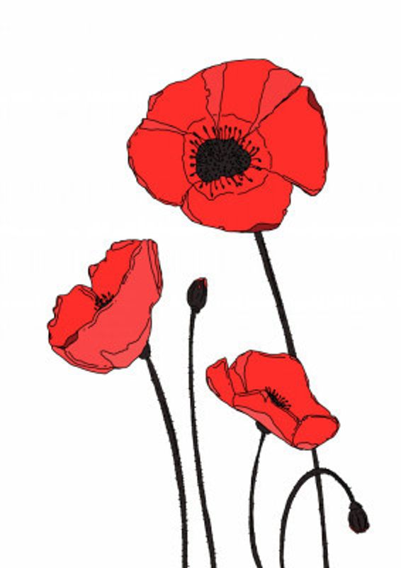 Vibrant Pattern Of Red Poppies