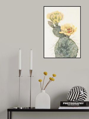 Missouri Prickly Pear From North American Wildflowers (1925) By Mary Vaux Walcott.