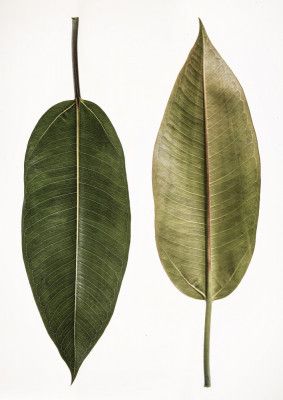 Dual Leaf Elegance