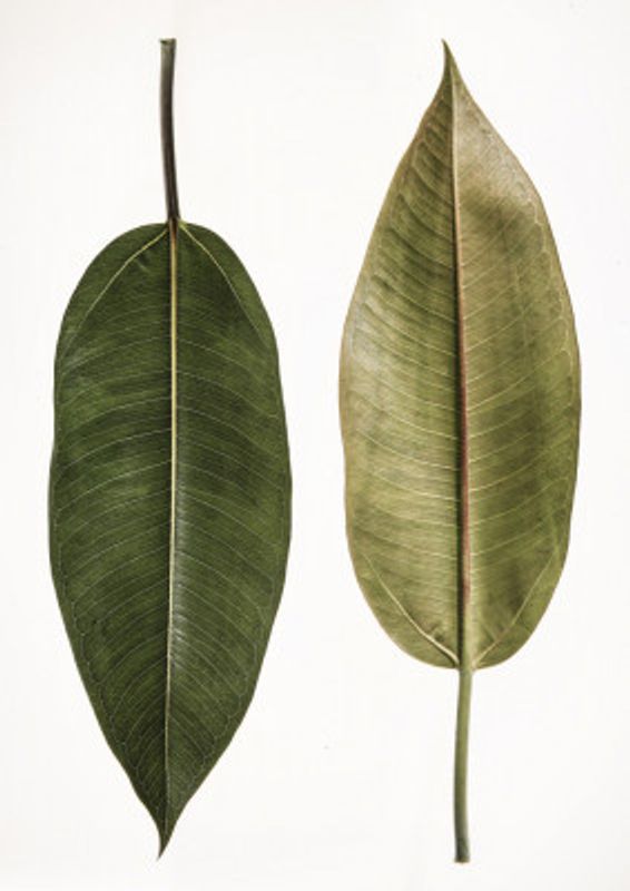 Dual Leaf Elegance