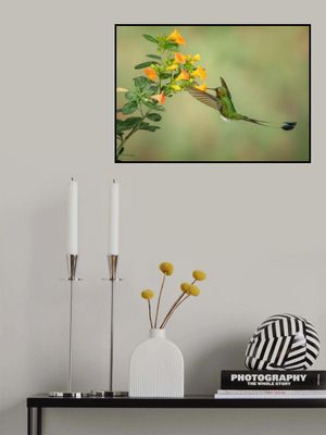 Booted Racket Tail Hummingbird