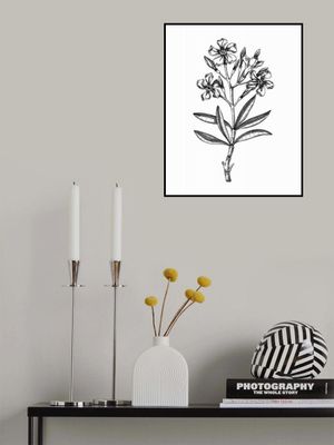 Oleander (Nerium oleander)