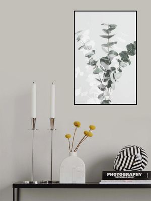 Eucalyptus Creative 07