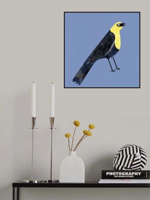 Yellow Headed Blackbird