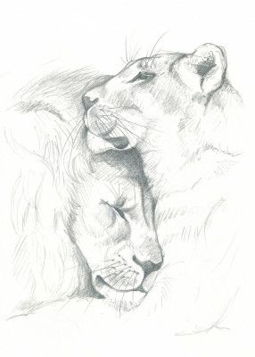 Lion Serenity